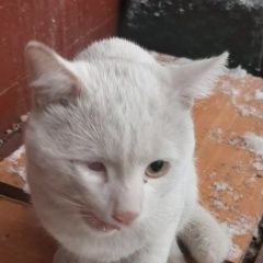 Подробнее об объявлении «Москва Найдена кошка белый кот» Фото: найдена кошка  «Москва Найдена кошка белый кот» в г. Москва