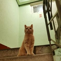 Подробнее об объявлении «Москва Найдена кошка рыжий, персиковый» Фото: найдена кошка  «Москва Найдена кошка рыжий, персиковый» в г. Москва