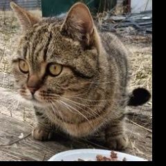 Подробнее об объявлении «Москва Найдена кошка или кот полосатый» Фото: найдена кошка  «Москва Найдена кошка или кот полосатый» в г. Москва