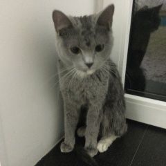 Подробнее об объявлении «Найдена кошка Ставрополь» Фото: найдена кошка  «Найдена кошка Ставрополь» в г. Ставрополь