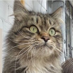 Подробнее об объявлении «Москва Найдена кошка пушистая ( или кот)» Фото: найдена кошка  «Москва Найдена кошка пушистая ( или кот)» в г. Москва
