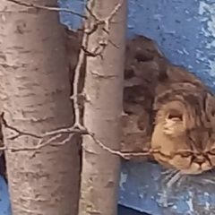 Подробнее об объявлении «Лобня Найдена кошка или кот экзот» Фото: найдена кошка Экзотическая короткошерстная «Лобня Найдена кошка или кот экзот» в г. Лобня