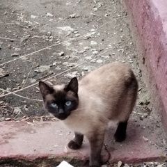 Подробнее об объявлении «Москва Найдена кошка сиамская кошечка» Фото: найдена кошка Сиамская кошка «Москва Найдена кошка сиамская кошечка» в г. Москва