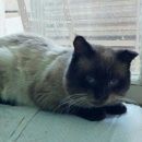 Подробнее об объявлении «Москва Найден кот» Фото: найдена кошка Тайская «Москва Найден кот» в г. Москва