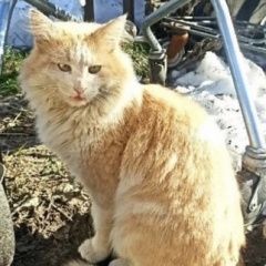 Подробнее об объявлении «Найден кот рыжий кот Егорьевск» Фото: найдена кошка  «Найден кот рыжий кот Егорьевск» в г. Егорьевск