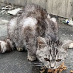 Подробнее об объявлении «Москва Найдена кошка или кот полосатый» Фото: найдена кошка Скоттиш страйт (шотландская прямоухая) «Москва Найдена кошка или кот полосатый» в г. Москва