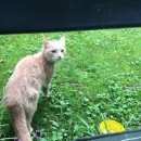 Подробнее об объявлении «Мытищи Найден кот» Фото: найдена кошка  «Мытищи Найден кот» в г. Мытищи