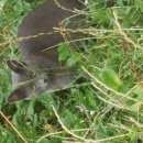 Подробнее об объявлении «Найдена кошка Реутов» Фото: найдена кошка  «Найдена кошка Реутов» в г. Реутов