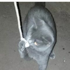 Подробнее об объявлении «Москва Найдена кошка котёнок британец» Фото: найдена кошка Британская короткошерстная кошка «Москва Найдена кошка котёнок британец» в г. Москва