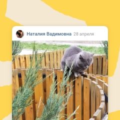 Подробнее об объявлении «Ярославль Найдена кошка или кот, серый цвет» Фото: найдена кошка  «Ярославль Найдена кошка или кот, серый цвет» в г. Ярославль