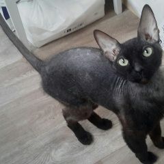 Подробнее об объявлении «Новосибирск Найден кот молодой кот вид сфинкса» Фото: найдена кошка Сфинкс «Новосибирск Найден кот молодой кот вид сфинкса» в г. Новосибирск