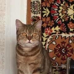 Подробнее об объявлении «Новосибирск Найдена кошка молодая кошка» Фото: найдена кошка Британская короткошерстная кошка «Новосибирск Найдена кошка молодая кошка» в г. Новосибирск