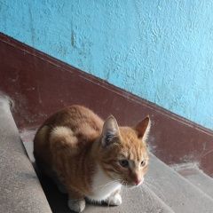 Подробнее об объявлении «Найден кот Санкт-Петербург» Фото: найдена кошка  «Найден кот Санкт-Петербург» в г. Санкт-Петербург