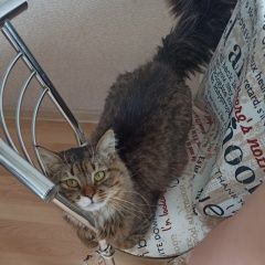 Подробнее об объявлении «Москва Найден кот» Фото: найдена кошка  «Москва Найден кот» в г. Москва