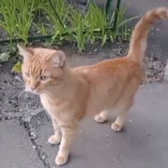 Подробнее об объявлении «Найдена кошка рыжий котик Купавна» Фото: найдена кошка  «Найдена кошка рыжий котик Купавна» в г. Купавна