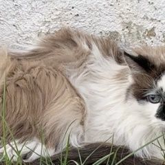Подробнее об объявлении «Москва Найдена кошка или кот» Фото: найдена кошка  «Москва Найдена кошка или кот» в г. Москва