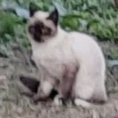 Подробнее об объявлении «Москва Найдена кошка или кот сиамский» Фото: найдена кошка Сиамская кошка «Москва Найдена кошка или кот сиамский» в г. Москва