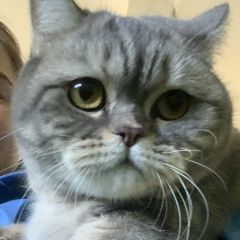 Подробнее об объявлении «Москва Найдена кошка британской породы» Фото: найдена кошка Британская короткошерстная кошка «Москва Найдена кошка британской породы» в г. Москва