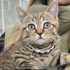 Подробнее об объявлении «Москва Найдена кошка котёнок тигровый» Фото: найдена кошка  «Москва Найдена кошка котёнок тигровый» в г. Москва