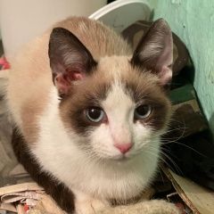 Подробнее об объявлении «Иноземцево Найден котёнок» Фото: найдена кошка Сноу-шу «Иноземцево Найден котёнок» в г. Иноземцево