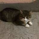 Подробнее об объявлении «Москва Найден кот домашний кот западное дегунино» Фото: найдена кошка  «Москва Найден кот домашний кот западное дегунино» в г. Москва