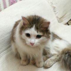 Подробнее об объявлении «Москва Найдена кошка в районе войковской.» Фото: найдена кошка  «Москва Найдена кошка в районе войковской.» в г. Москва