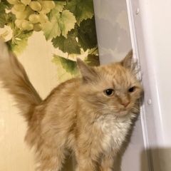 Подробнее об объявлении «Найден кот Электросталь» Фото: найдена кошка  «Найден кот Электросталь» в г. Электросталь