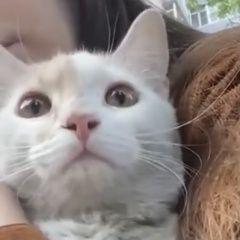 Подробнее об объявлении «Москва Найдена кошка юный кот» Фото: найдена кошка  «Москва Найдена кошка юный кот» в г. Москва