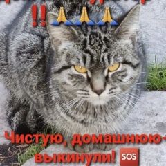 Подробнее об объявлении «Подольск Найдена кошка серая полосатая» Фото: найдена кошка  «Подольск Найдена кошка серая полосатая» в г. Подольск