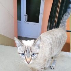 Картинка найдена кошка В городе Томск обнаружен котофей. Томск