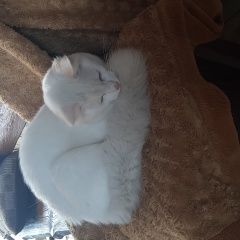 Подробнее об объявлении «Найдена кошка кот Звенигород» Фото: найдена кошка  «Найдена кошка кот Звенигород» в г. Звенигород