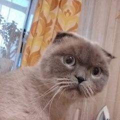 Подробнее об объявлении «Краснодар Найдена кошка» Фото: найдена кошка  «Краснодар Найдена кошка» в г. Краснодар