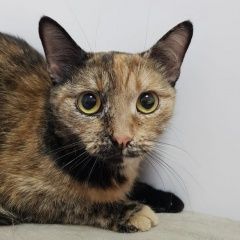 Подробнее об объявлении «Найдена кошка Зеленоград» Фото: найдена кошка  «Найдена кошка Зеленоград» в г. Зеленоград