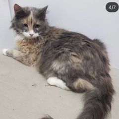 Подробнее об объявлении «Найдена кошка длинношерстная Зеленоград» Фото: найдена кошка  «Найдена кошка длинношерстная Зеленоград» в г. Зеленоград