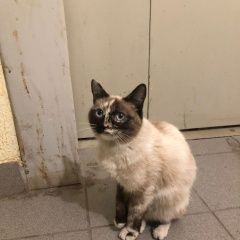 Подробнее об объявлении «Найдена кошка Уфа» Фото: найдена кошка  «Найдена кошка Уфа» в г. Уфа