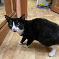 Картинка найдена кошка В городе Иркутск найдена киска. Иркутск