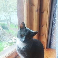 Подробнее об объявлении «Найдена кошка кошечка в петергофе Санкт-Петербург» Фото: найдена кошка Ориентальная (восточная короткошерстная) «Найдена кошка кошечка в петергофе Санкт-Петербург» в г. Санкт-Петербург