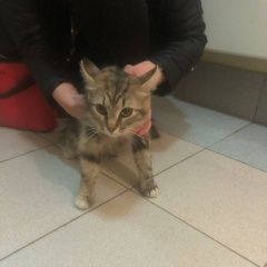 Подробнее об объявлении «Найдена кошка ласковая и очень воспитанная Москва» Фото: найдена кошка  «Найдена кошка ласковая и очень воспитанная Москва» в г. Москва
