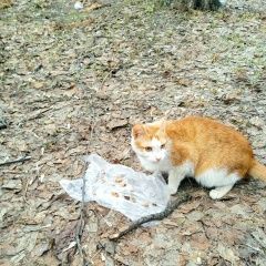 Подробнее об объявлении «Удельная Найден кот» Фото: найдена кошка  «Удельная Найден кот» в г. Удельная