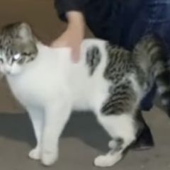 Подробнее об объявлении «Найдена кошка кот белый с серыми пятнами Москва» Фото: найдена кошка  «Найдена кошка кот белый с серыми пятнами Москва» в г. Москва