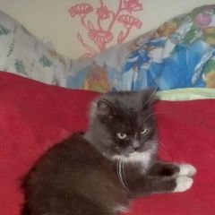 Подробнее об объявлении «Найден кот Томск» Фото: найдена кошка  «Найден кот Томск» в г. Томск