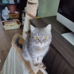 Подробнее об объявлении «Найдена кошка кошечка Ставрополь» Фото: найдена кошка Британская короткошерстная кошка «Найдена кошка кошечка Ставрополь» в г. Ставрополь