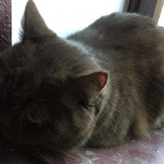 Подробнее об объявлении «Найдена кошка британец, ухоженный Санкт-Петербург» Фото: найдена кошка Британская короткошерстная кошка «Найдена кошка британец, ухоженный Санкт-Петербург» в г. Санкт-Петербург