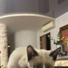 Подробнее об объявлении «Найдена кошка котёнок, кот, в зао, район дача с Москва» Фото: найдена кошка  «Найдена кошка котёнок, кот, в зао, район дача с...» в г. Москва