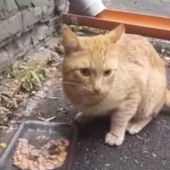 Подробнее об объявлении «Найдена кошка кот рыжий Москва» Фото: найдена кошка  «Найдена кошка кот рыжий Москва» в г. Москва