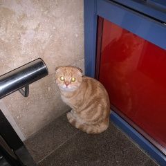 Подробнее об объявлении «Найдена кошка Москва» Фото: найдена кошка Британская короткошерстная кошка «Найдена кошка Москва» в г. Москва