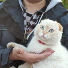 Подробнее об объявлении «Найден кот Белгород» Фото: найдена кошка  «Найден кот Белгород» в г. Белгород