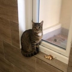 Подробнее об объявлении «Одинцово Найдена кошка» Фото: найдена кошка  «Одинцово Найдена кошка» в г. Одинцово