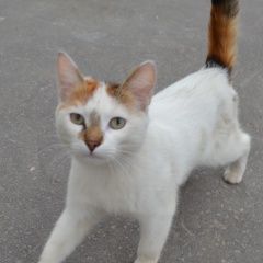 Картинка найдена кошка В городе Чебоксары замечена кошка. Чебоксары