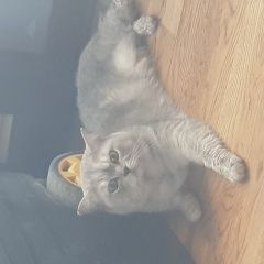 Подробнее об объявлении «Найден кот серый шотландская Санкт-Петербург» Фото: найдена кошка  «Найден кот серый шотландская Санкт-Петербург» в г. Санкт-Петербург